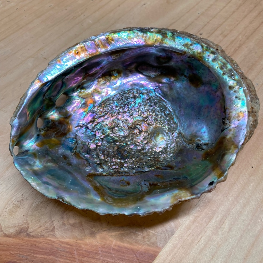 Iridescent Abalone Shell Art Piece
